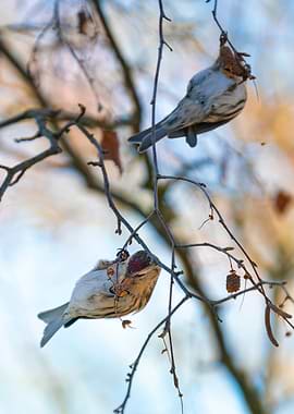 Two Birds on a Branch