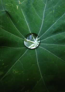 Water droplet on a green leaf