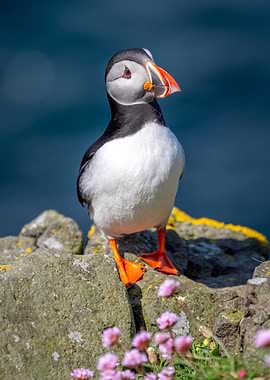Atlantic Puffin Portrait on Rocky Coast