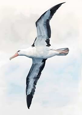 Albatross in Flight Watercolor Painting