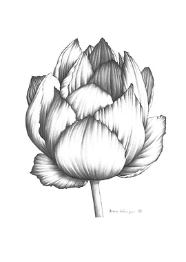 Monochrome Floral Drawing
