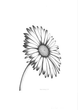 Monochrome Daisy Flower Pencil Drawing
