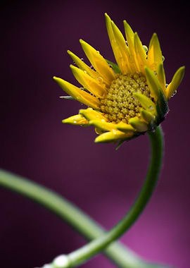 Yellow Flower with Water Droplets