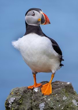 Atlantic Puffin Portrait on Rocky Outcrop