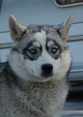 Close-up of a Husky Dog Portrait
