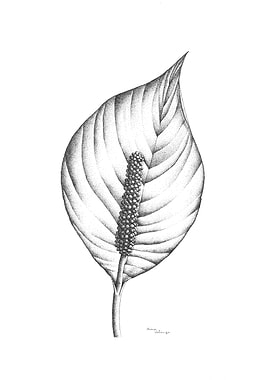 Peace Lily Stipple Drawing