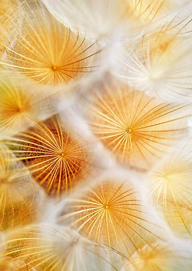 Dandelion Seeds Macro