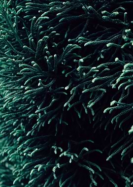 Nature Fine Art Poster – Evergreen Foliage in Calm Tones