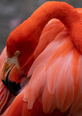 Flamingo Preening Close-Up