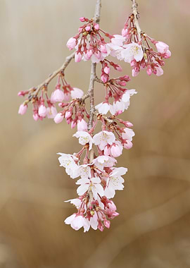 Cherry Blossom Branch