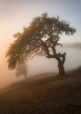 Misty Morning Tree Landscape