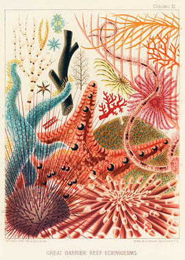 Great Barrier Reef Echinoderms Vintage Illustration