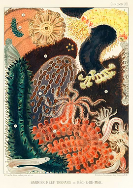Barrier Reef Trepang Vintage Illustration