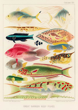 Great Barrier Reef Fishes Illustration