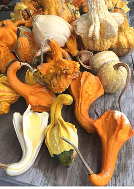 Gourds Galore