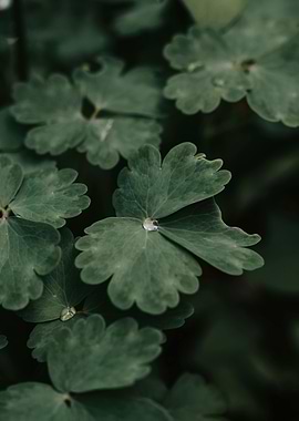 Green Leaves with Water Droplet