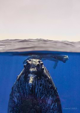 Humpback Whale and Calf Underwater