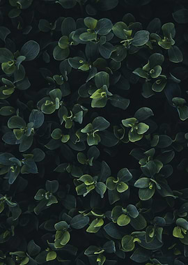 Dark Green Leaves Close-Up