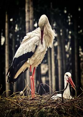 Storks in Nest