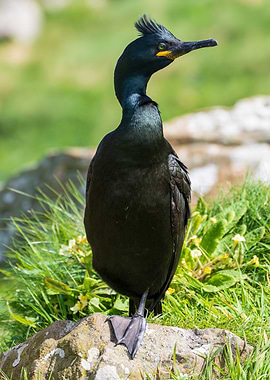 European Shag Bird Portrait