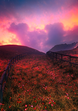 Poppy Field at Sunset