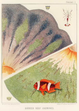 Barrier Reef Anemones Chromo II Illustration