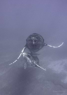 Humpback Whales Underwater