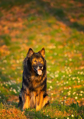 German Shepherd Dog Portrait in Field