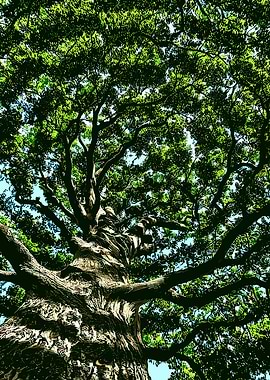 Looking Up at a Tree Canopy