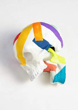 Colorful Skull Art on White Background