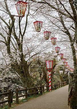 Cherry Blossoms and Lanterns in Japan
