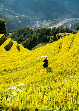 Rice Terraces with Woman and Parasol