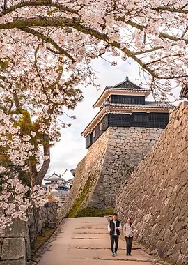 Matsuyama Castle with Cherry Blossoms, Japan