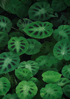 Green Leaves with Dark Spots