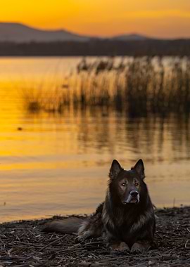 Purebred Dog at Sunset by the Lake