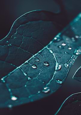 Leaf with Water Droplets