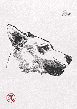 Jack Russell Terrier Sketch