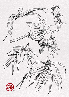 Botanical Sketch: Assorted Leaves and Buds
