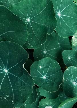 Green Nasturtium Leaves Close-Up