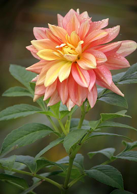 Peach and Yellow Dahlia Flower