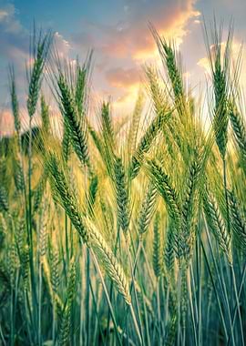 Wheat Field at Sunset
