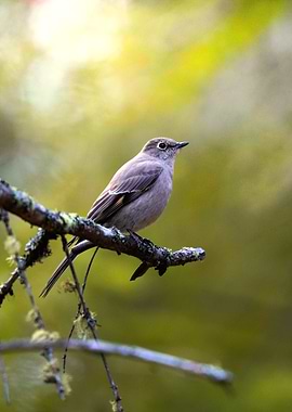 Small Flycatcher perched on a branch