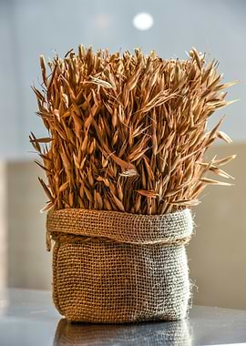 Wheat Stalks in Burlap Sack