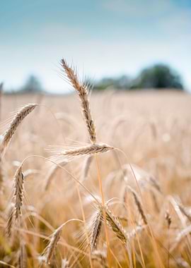 Wheat Field Under a Blue Sky