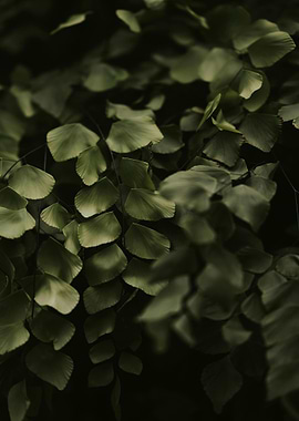 Close-up of Maidenhair Fern Leaves