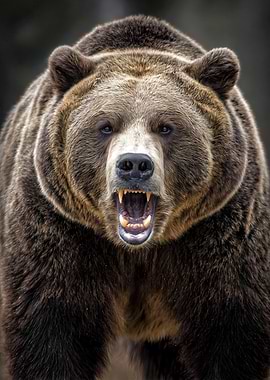 Roaring Grizzly Bear Portrait