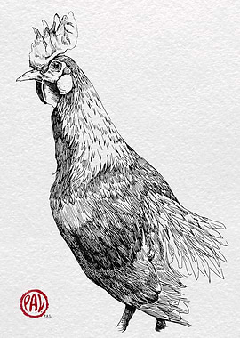 Detailed Chicken Illustration in Black and White