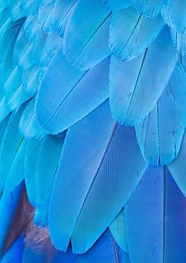 Blue Bird Feathers Close-Up