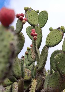Prickly Pear Cactus with Fruit