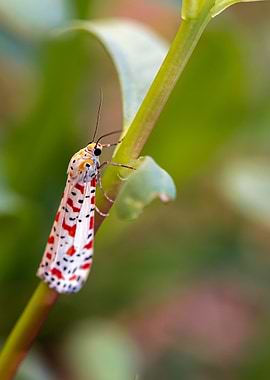 Crimson Speckled Moth on Green Stem